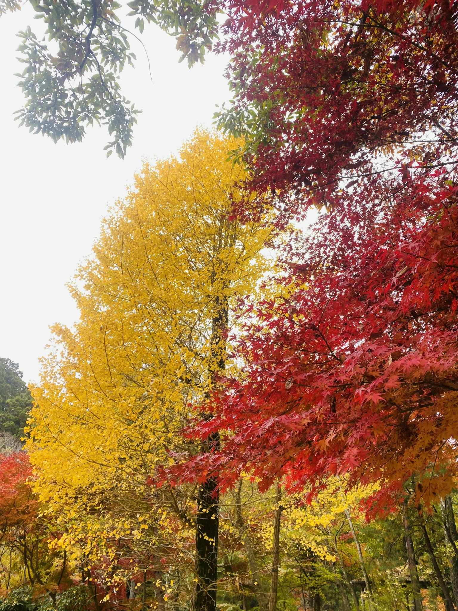 Ảnh đoàn Nhật Bản