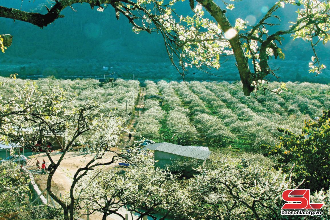 KHÁM PHÁ CAO NGUYÊN MỘC CHÂU