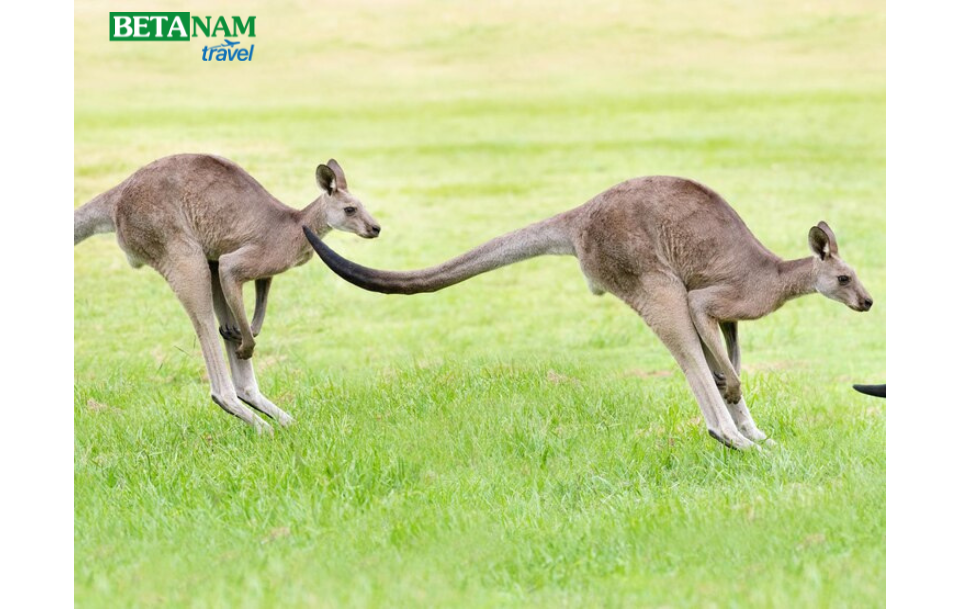 MÙA THU – ĐÔNG NƯỚC ÚC 2024: HÀ NỘI – MELBOURNE – DANDENONG -  CANBERRA – SYDNEY