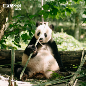 THÀNH ĐÔ - LẠC SƠN - CỬU TRẠI CÂU - CÔNG VIÊN GẤU TRÚC - VƯỜN HOA ANH ĐÀO