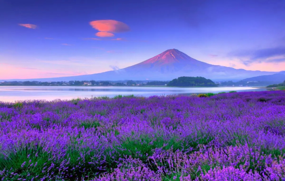 CUNG ĐƯỜNG VÀNG 2024 NGẮM LAVENDER: Osaka – Kyoto – Phú Sĩ – Tokyo (Về chiều) (Bay Vietnam Airlines)