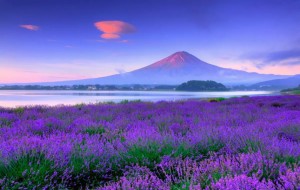 CUNG ĐƯỜNG VÀNG 2024 NGẮM LAVENDER: Osaka – Kyoto – Phú Sĩ – Tokyo (Về chiều) (Bay Vietnam Airlines)