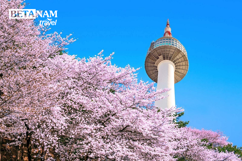 Khám phá mùa hoa anh đào “xứ sở Kim chi” Hàn Quốc