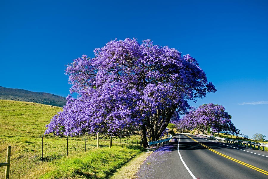 TRẢI NGHIỆM DU LỊCH ÚC 7 NGÀY TẾT 2025 (Bay Vietjet Air)