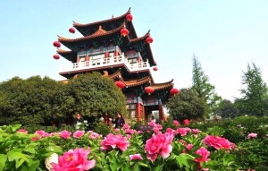  LẠC DƯƠNG MÙA HOA MẪU ĐƠN: TRỊNH CHÂU – LẠC DƯƠNG – PHỦ KHAI PHONG – TÂY AN